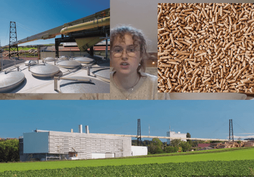 Ces plantes qui fournissent de l'énergie