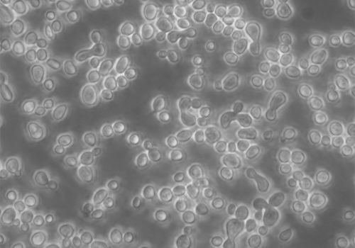 Levures Levures, dont certaines sont en train de se diviser prises au microscope