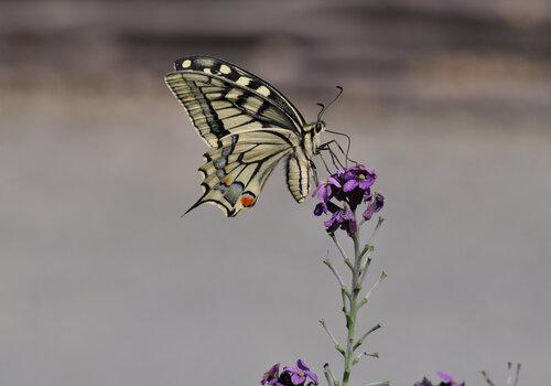 Le Machaon est un excellent planeur