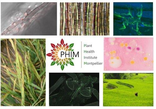 Le laboratoire PHIM (Institut de Santé des Plantes de Montpellier), étudie les microbes bénéfiques ou pathogènes associés aux plantes pour préserver et optimiser la santé des cultures.