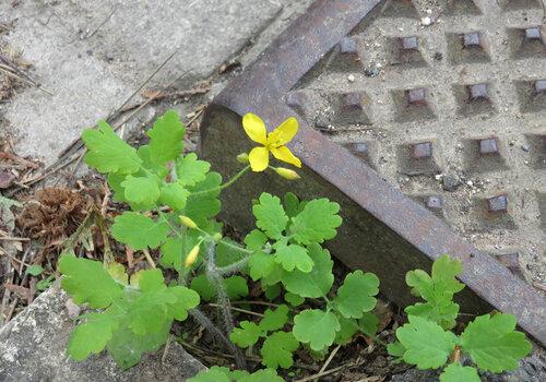 Plantes des trottoirs