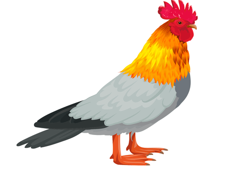 chimère pigeon coq canard   