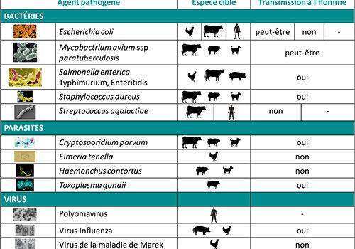 Bactéries, parasites et virus étudiés dans l'UMR Infectiologie et Santé Publique (INRAE)