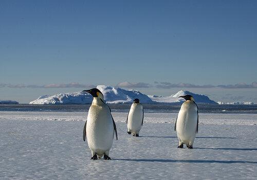 Trio de manchots sur la banquise