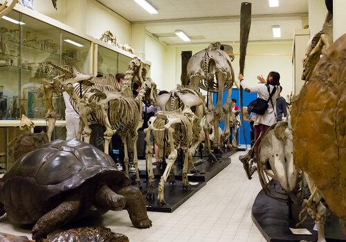 galerie de zoologie