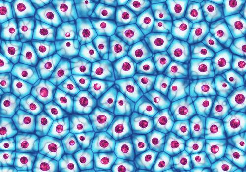 Cellules souches embryonnaires vues au microscope. Cellules souches embryonnaires vues au microscope.