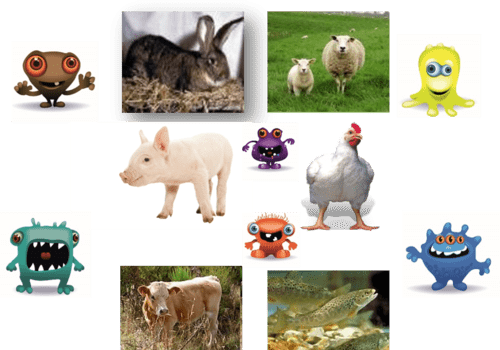 Microbiote