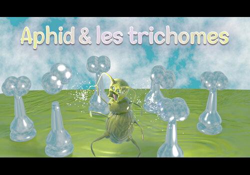 Aphid et trichomes