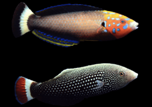Petit poisson deviendra grand Petit poisson deviendra grand