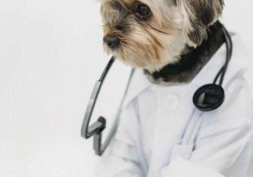 Petit chien habillé en docteur