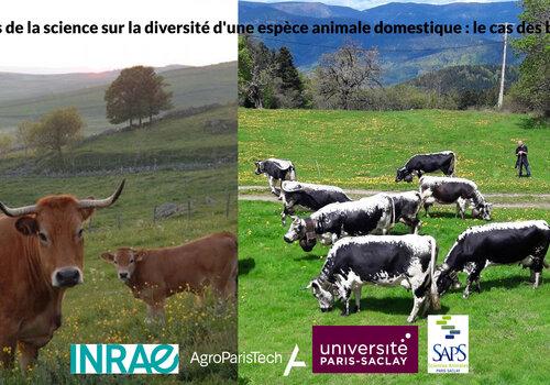 Diversité bovins
