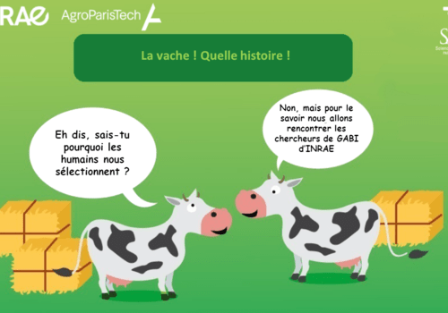 Frise bovine Frise bovine