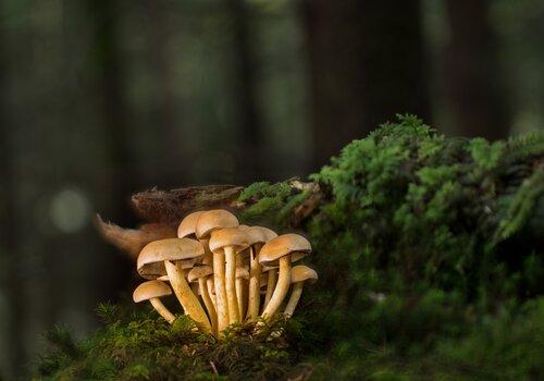 champignons champignons