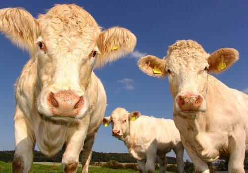 3 Vaches Dans Le Champ Sous Un Ciel Bleu Clair