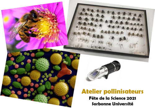 Activités de l'atelier pollinisateurs