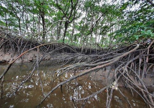 Mangroves