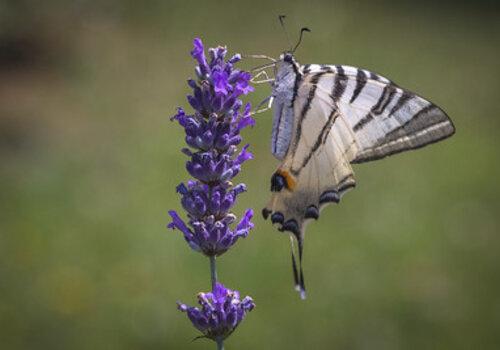 Image Papillon Flambé (Iphiclides podalirius)