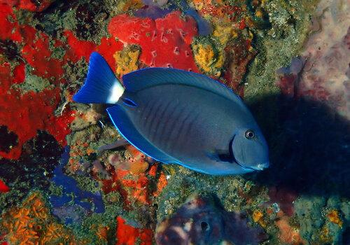 Chirurgien rayé (Acanthurus chirurgus)