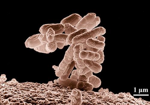 Microbiote et cerveau Microbiote