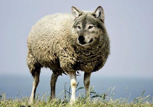 Animaux improbables