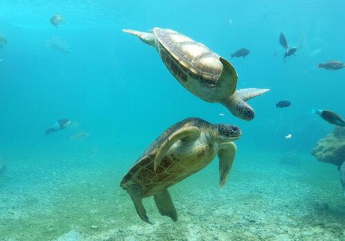 Le bal des tortues Deux tortues vertes en soin dans les bassins de Kelonia