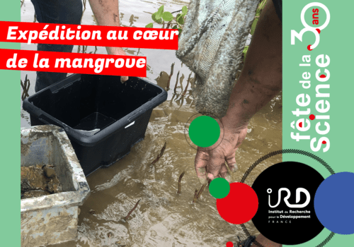 Visuel mangrove IRD SU
