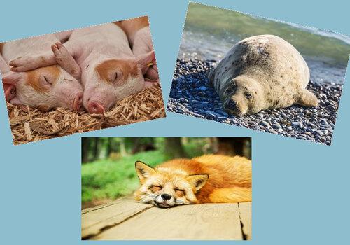 3 images : l'une présentant 2 porcelets, l'autre un phoque et la dernière une renard, tous endormis.