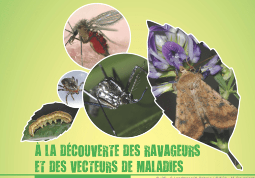 A la découverte des ravageurs et des vecteurs de maladie. Photographies d'un moustique tigre, d'un phlébotome gorgé, d'une tique, d'une larve et d'un papillon de Noctuelle des tomates