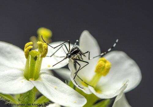 Moustique Aedes mâle sur une fleur