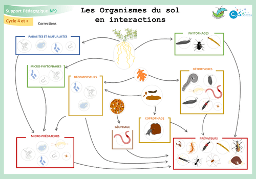 Activité les organismes du sol