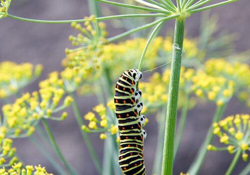 Chenille de machaon sur sa plante hôte, le fenouil.