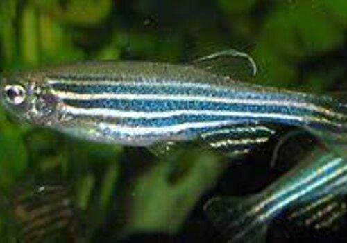 Poisson zèbre Poisson zèbre