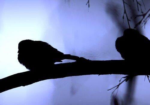 Oiseaux
