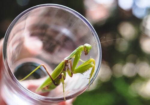 Exposition d'insectes