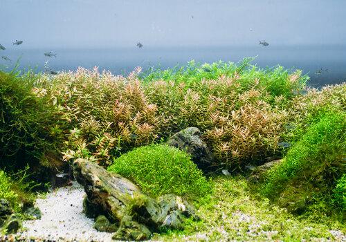Les propriétés insoupçonnées des algues, quels potentiels à Mayotte?            