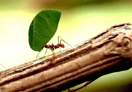 Photo d'une fourmi sur une branche, tenant une feuille