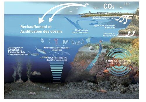 Effets du changement environnemntal sur les organismes marins. 