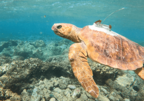 le mystère des caouannes de l'océan indien Une tortue caouanne équipée de balise ARGOS