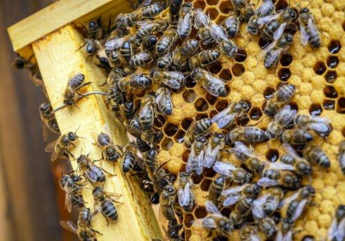 miel et abeilles