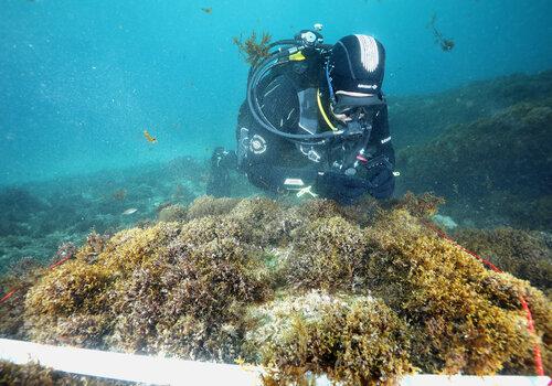 Algue invasive en Méditerranée, Rugulopteryx okamurae