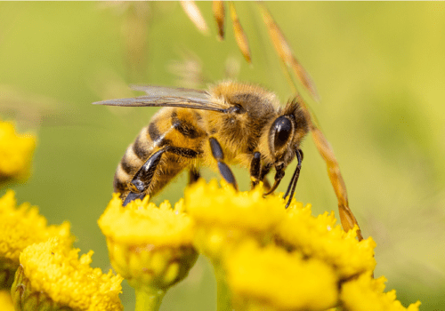 Une abeille sur une pâquerette sans pétales.