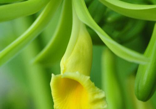 Une fleur de vanille.