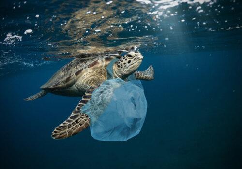pollution plastiques des océans