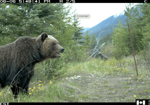 Comment le grizzli a-t-il traversé la route? 