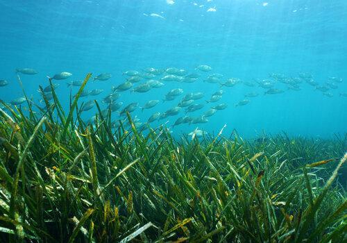 Cet atelier propose un éclairage sur les changements climatiques et environnementaux en Méditerranée, et ses conséquences sur les écosystèmes marins