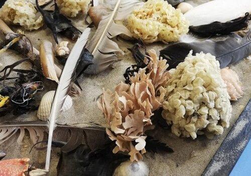 Les laisses de mer Laisses de mer