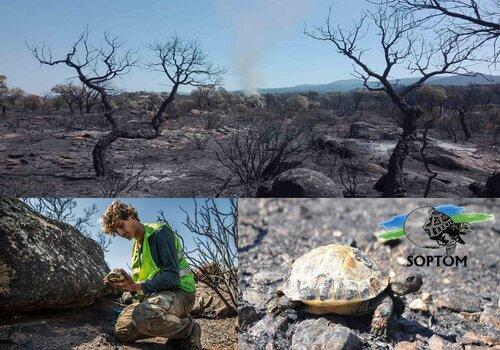 Tortues et incendies dans la Plaine des Maures (2021) Tortues et incendies dans la Plaine des Maures (2021)
