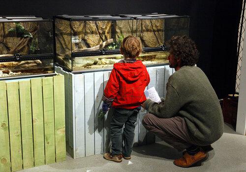 Térrarium observation d'animaux
