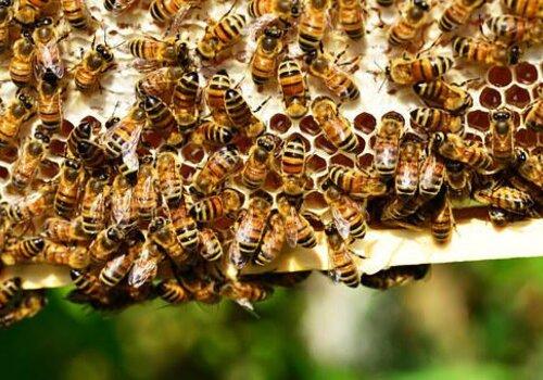 Les abeilles et la ruche Les abeilles et la ruche
