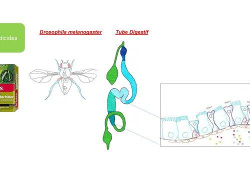 Drosophila melanogaster Drosophila melanogaster